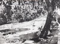 Carob Tree