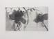 Two Hibiscus Flowers