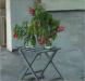 Two Kinds of Hibiscus on  Chair