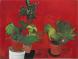 Flowerpots on Red Background
