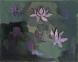 Lotus Flower