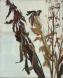 Dry Flowers II
