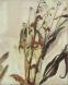 Dry flowers