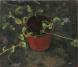 Garden Roquette 