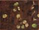 Sprouts