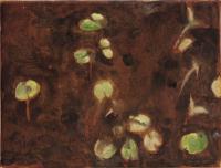 Sprouts