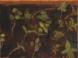 Gardenbed