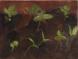 Gardenbed II