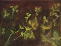 Gardenbed IV